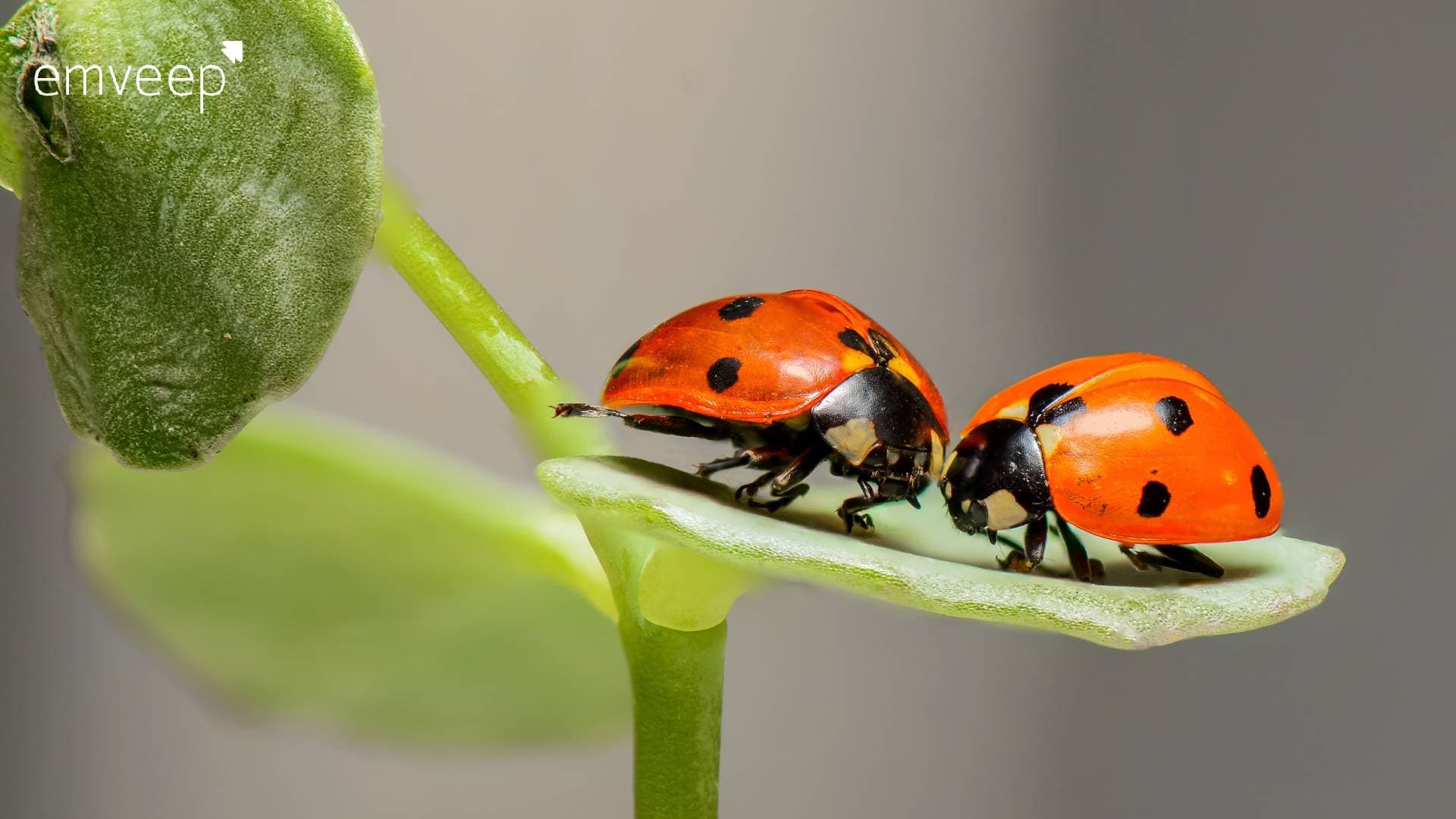 Featured image for Tips How to Reduce Software Bugs